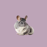 Small Pets